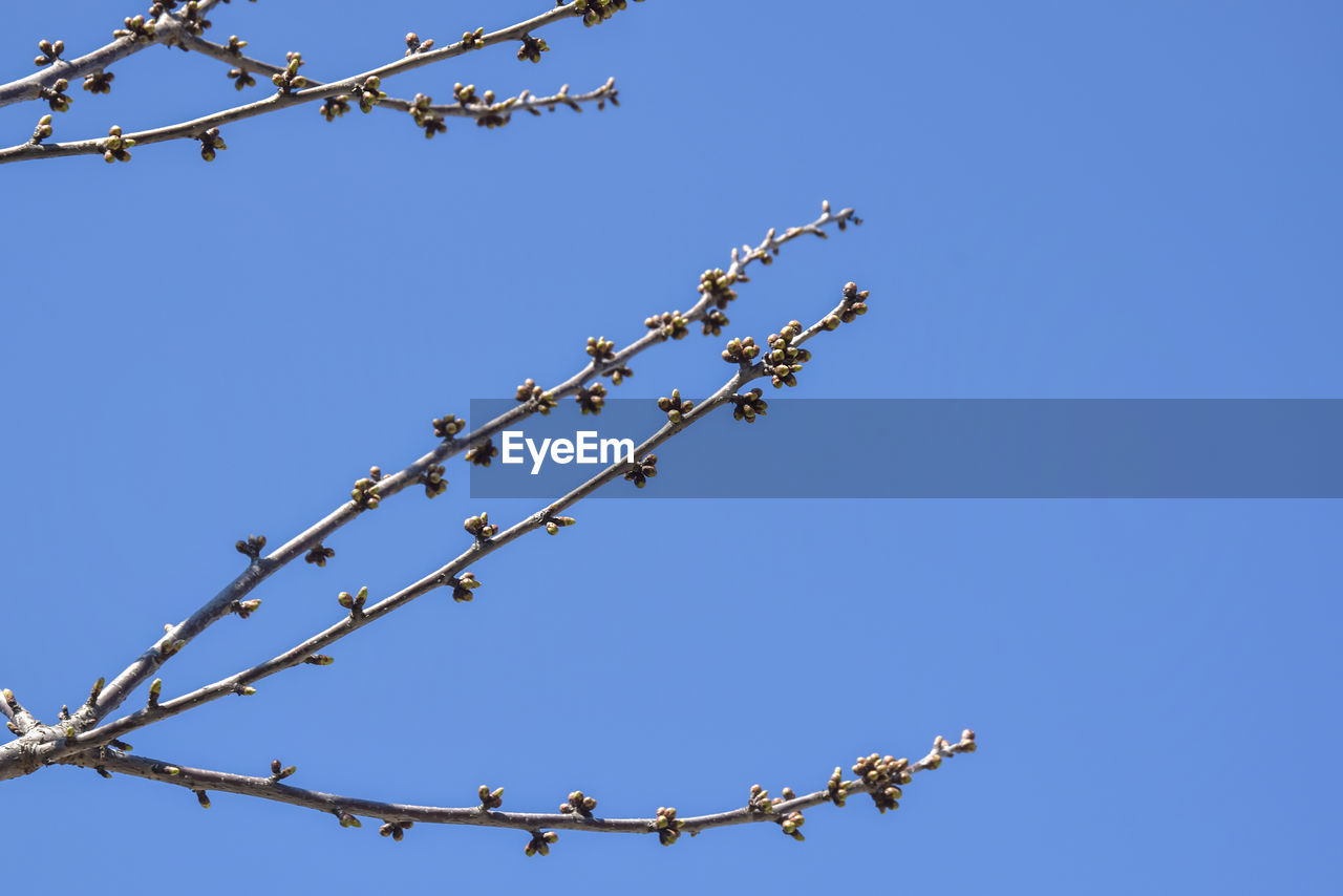 Cherry branches with many swollen buds against blue sky. fruit trees in orchard in early spring.