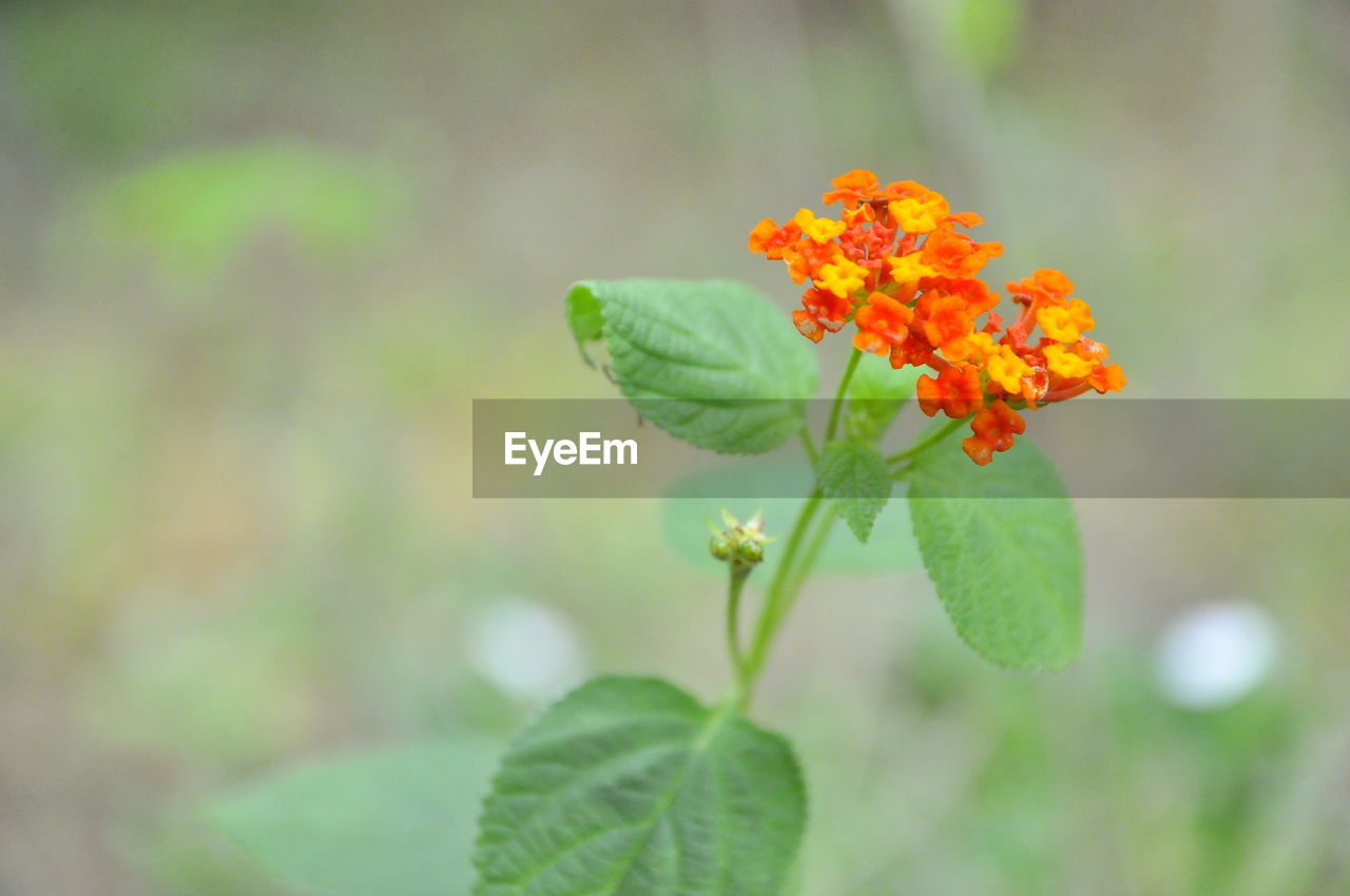 CLOSE-UP OF FLOWERING PLANT AGAINST BLURRED BACKGROUND