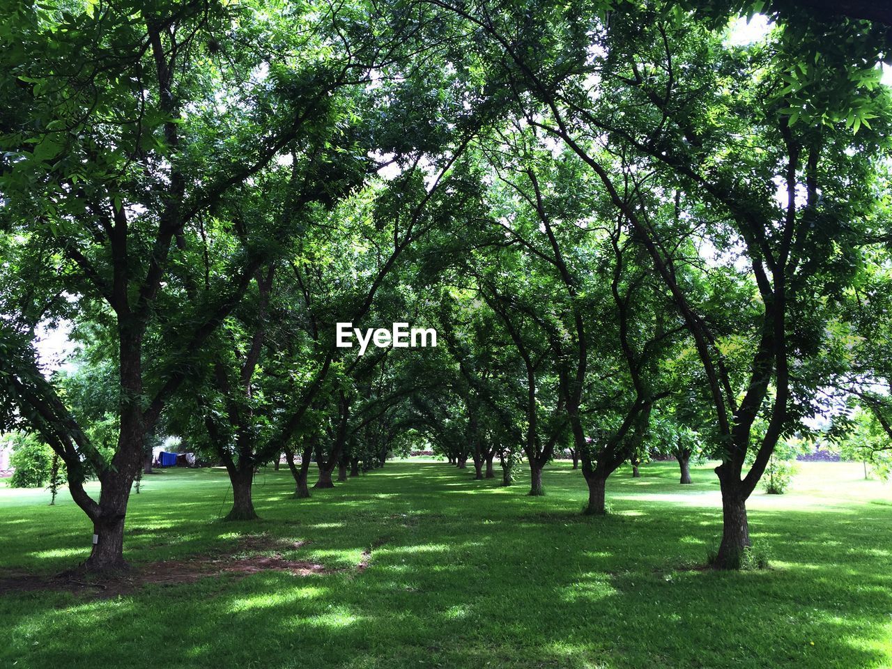 TREES IN PARK