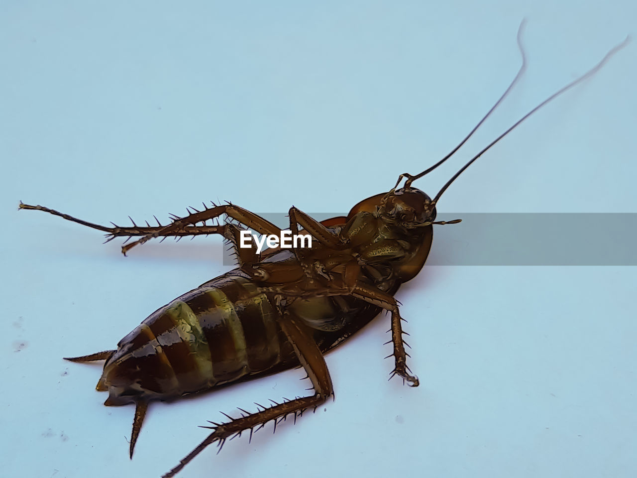 animal themes, animal, animal wildlife, insect, one animal, wildlife, cricket, macro photography, animal body part, nature, animal antenna, no people, studio shot, close-up, zoology, full length