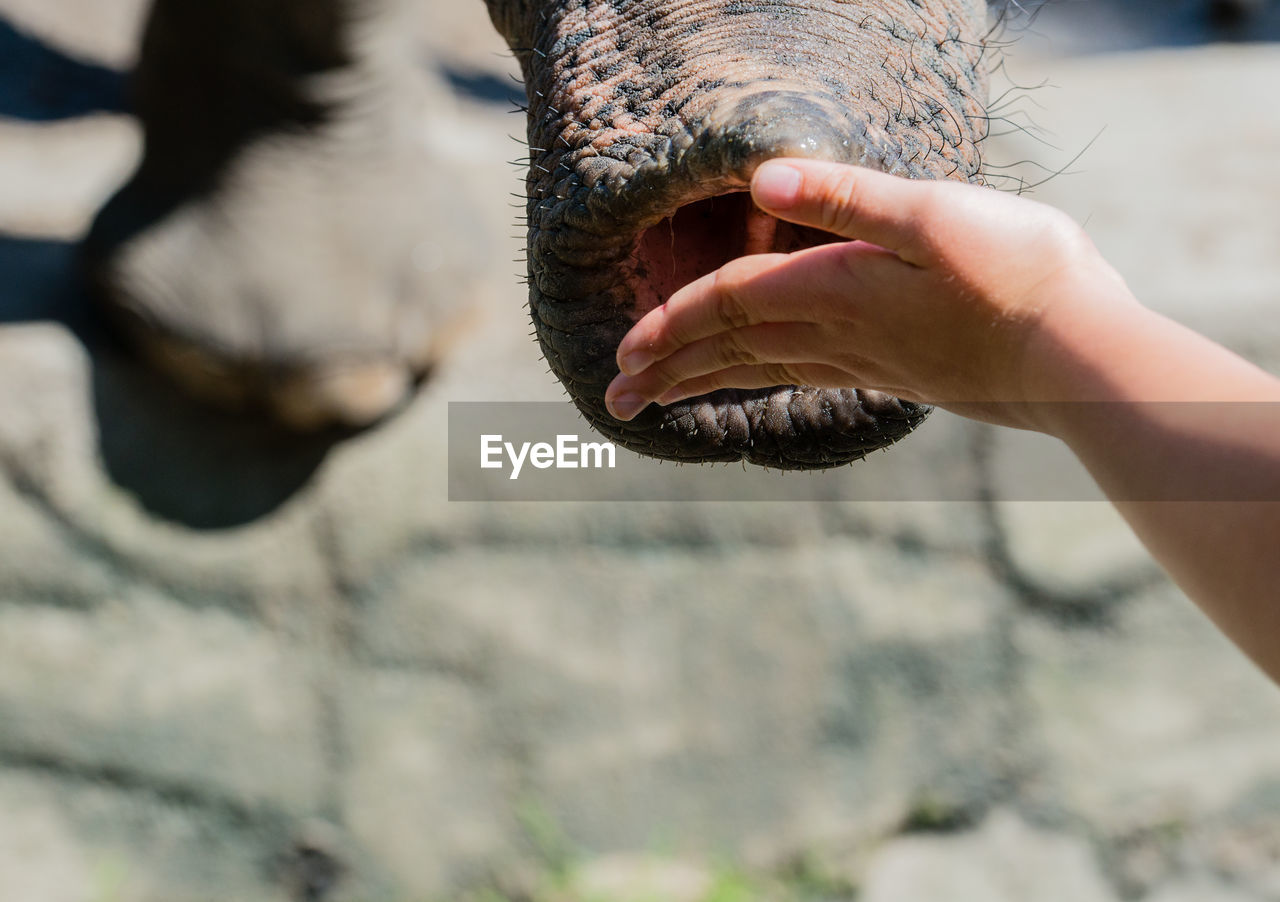 Cropped hand feeding elephant