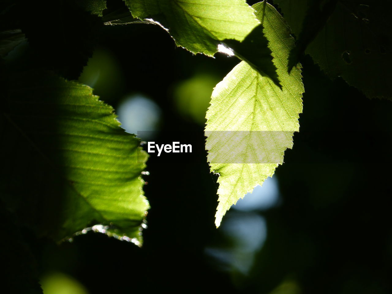 CLOSE-UP OF PLANT LEAVES