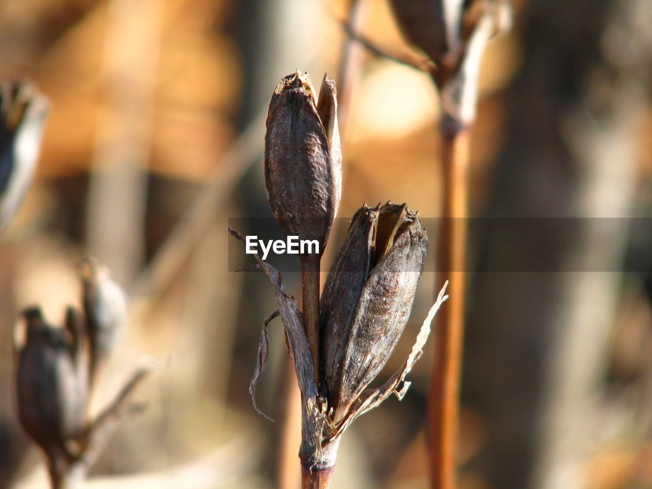 Close-up of wilted plant