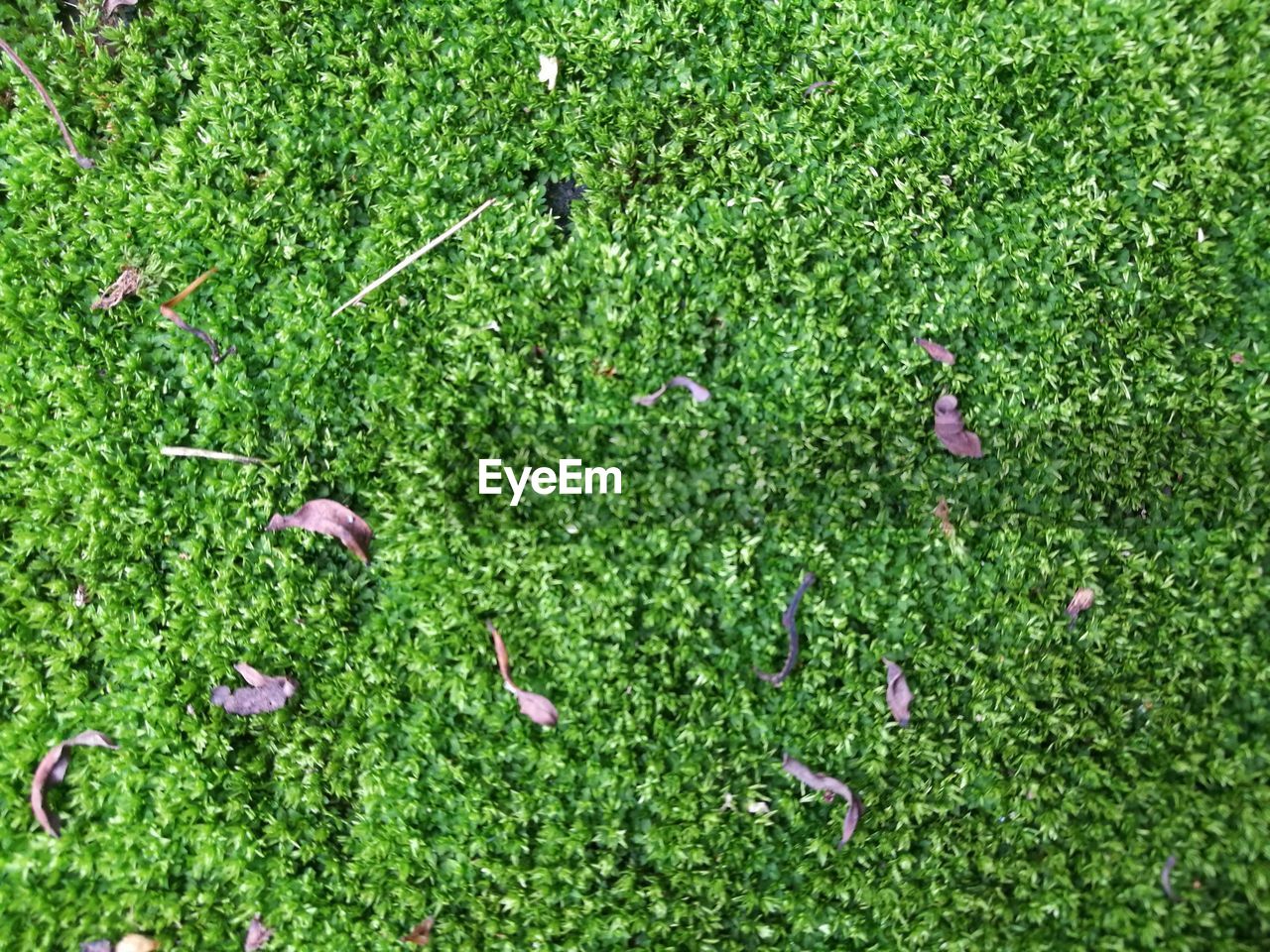 BIRD FLOWERS ON GRASS