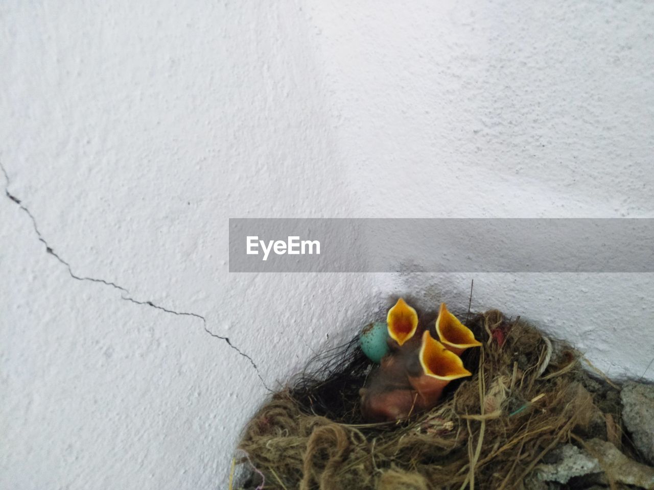 High angle view of bird in nest on wall