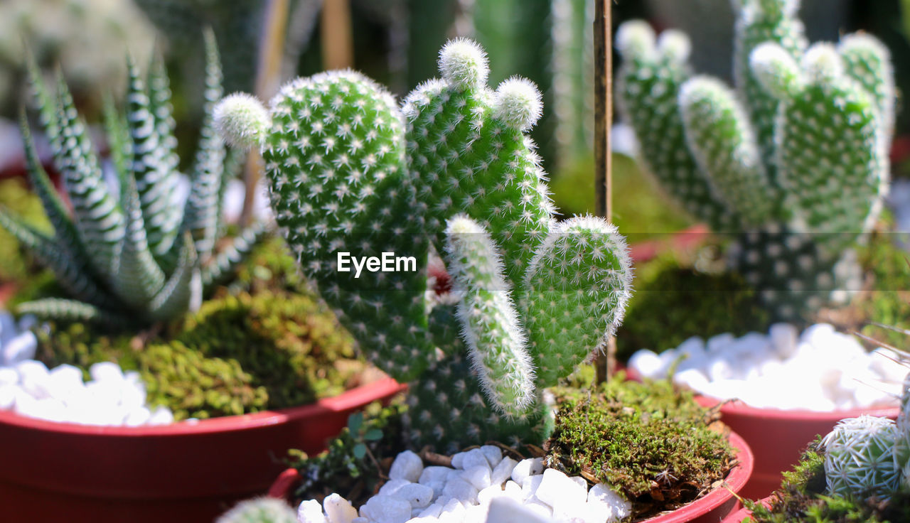 Close-up of plants