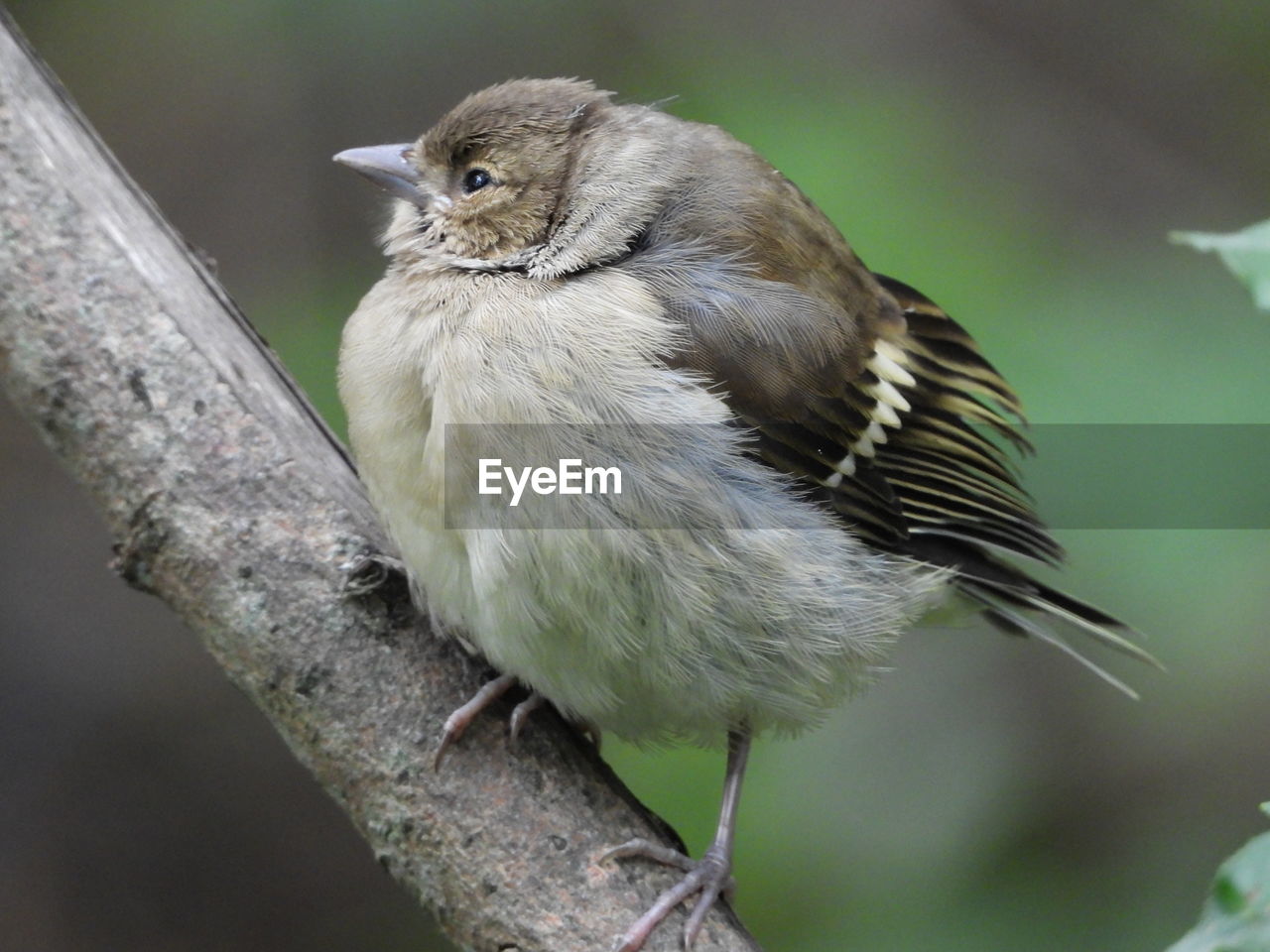 CLOSE-UP OF SPARROW PERCHING ON BRANCH