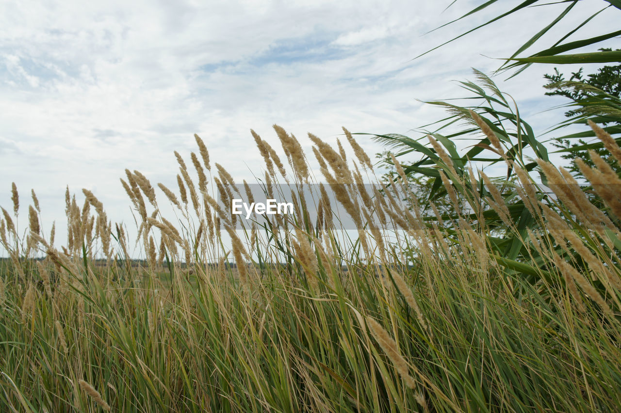 plant, grass, field, sky, growth, land, nature, landscape, agriculture, cloud, prairie, grassland, cereal plant, crop, beauty in nature, no people, rural scene, environment, tranquility, meadow, day, green, outdoors, scenics - nature, natural environment, food, barley, tranquil scene, farm, flower, food and drink, paddy field