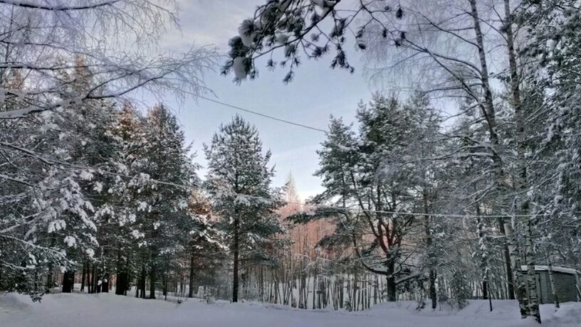 SNOW COVERED TREES IN WINTER