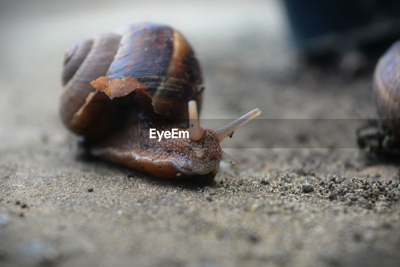 CLOSE-UP OF SNAILS