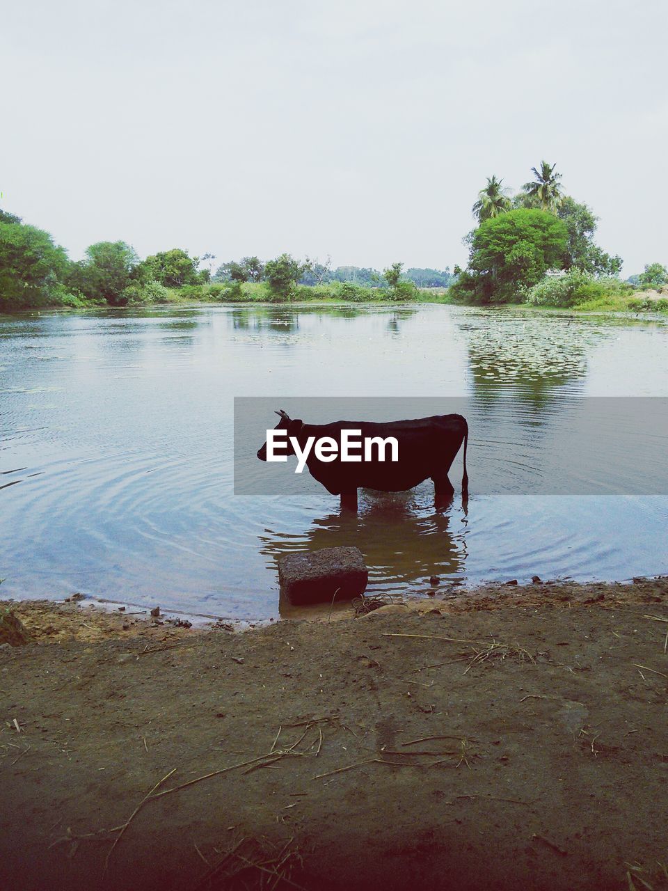 VIEW OF DOG IN LAKE