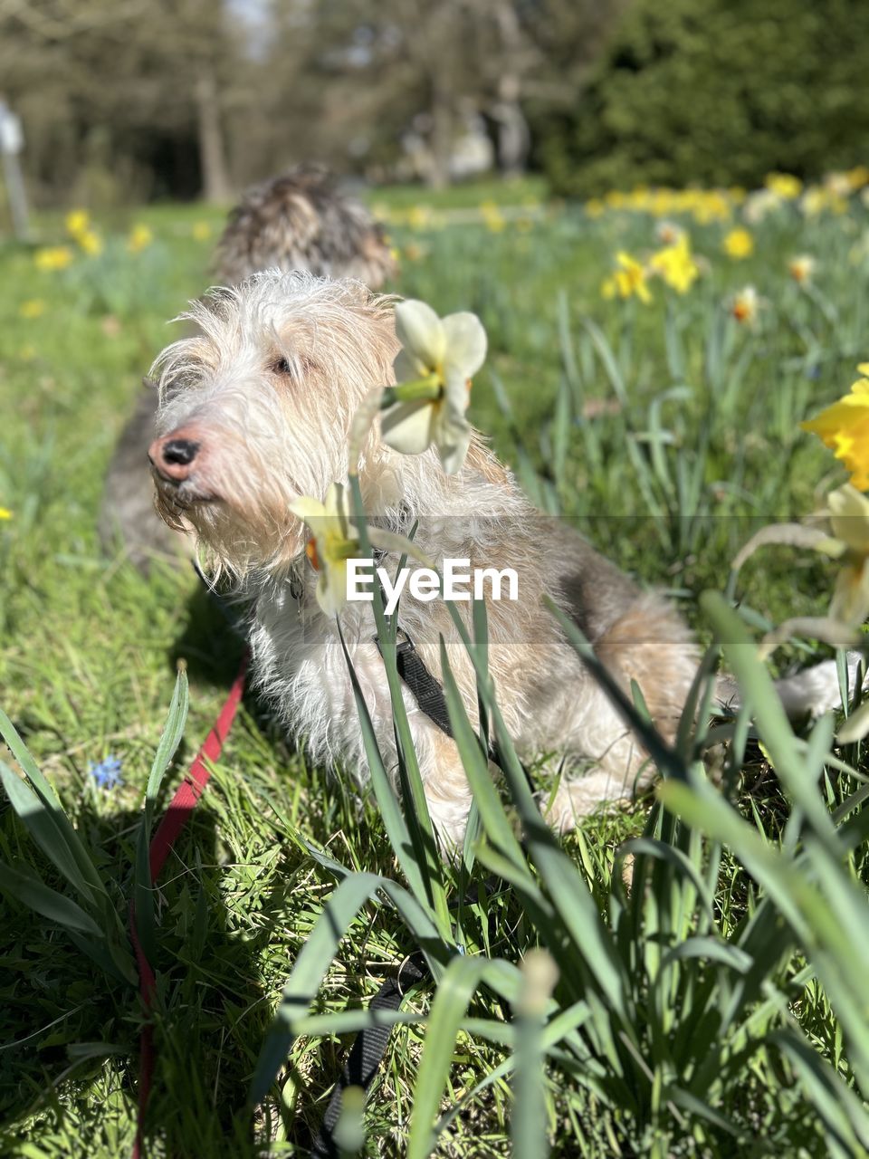 plant, grass, animal, animal themes, flower, one animal, mammal, flowering plant, nature, pet, dog, no people, day, domestic animals, growth, field, animal wildlife, green, outdoors, wildlife, canine, beauty in nature, meadow, land, focus on foreground, lawn, close-up