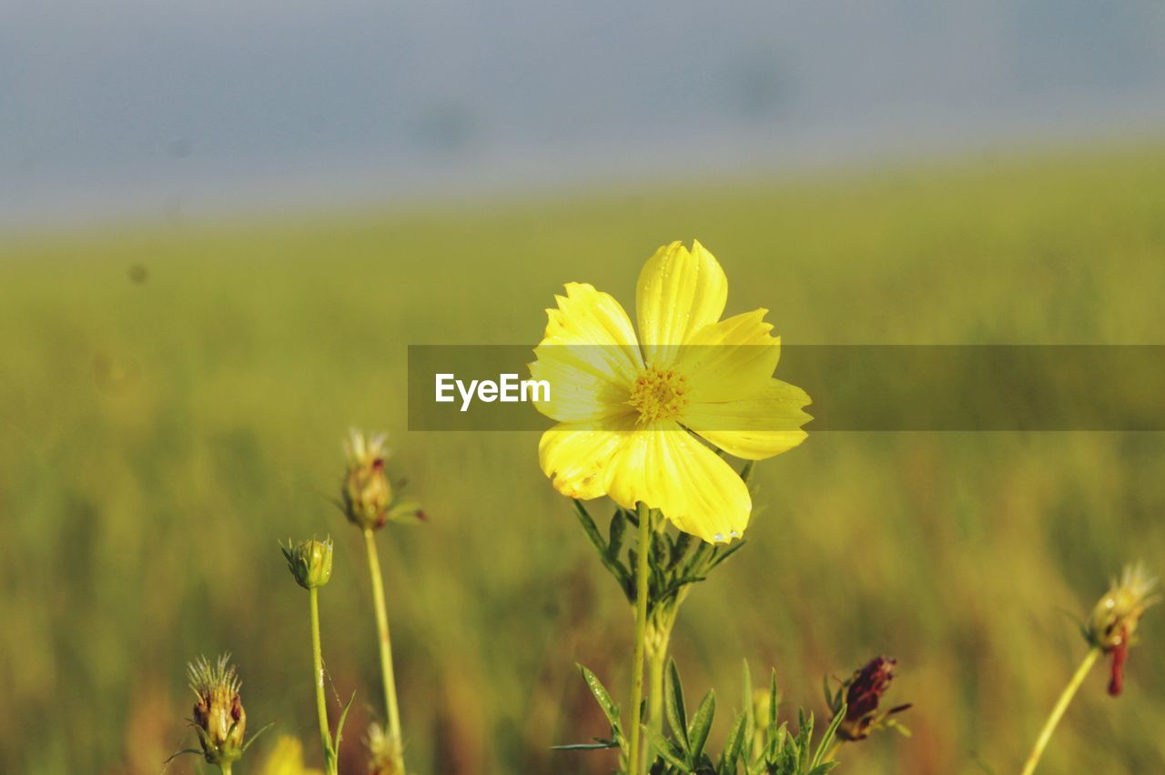 Close-up of yellow flowering plant on field during sunny day