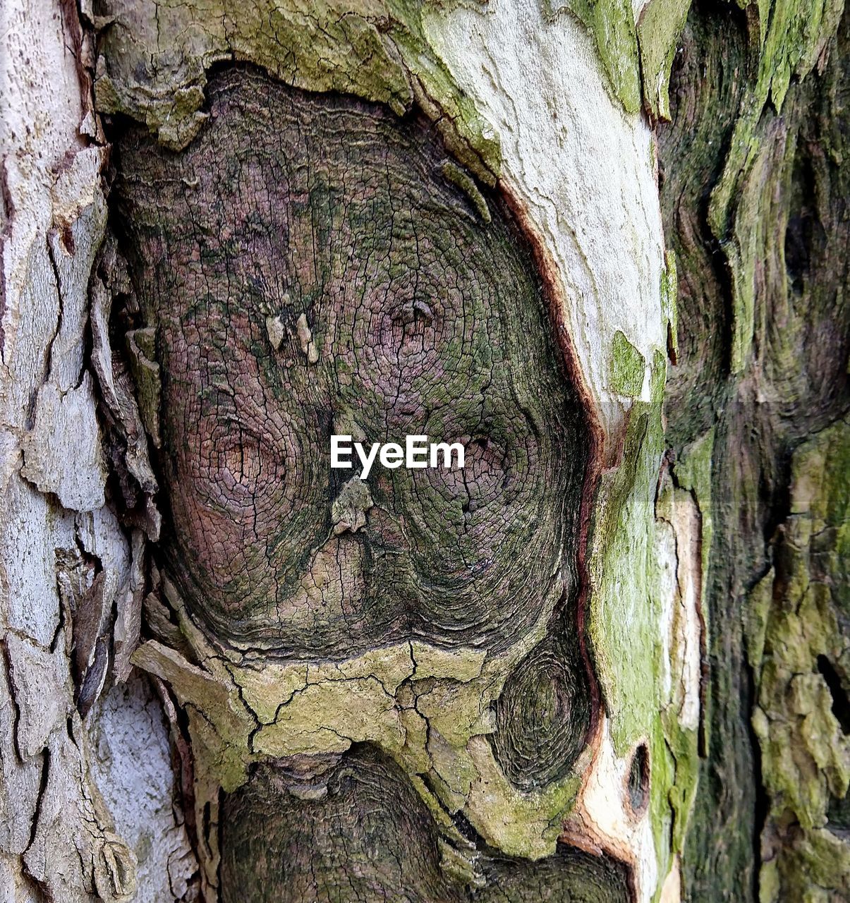 CLOSE-UP OF TREE BARK