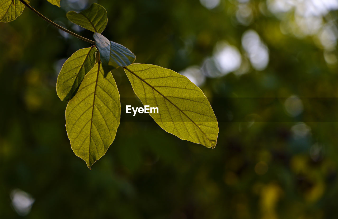 Close-up of fresh green leaf