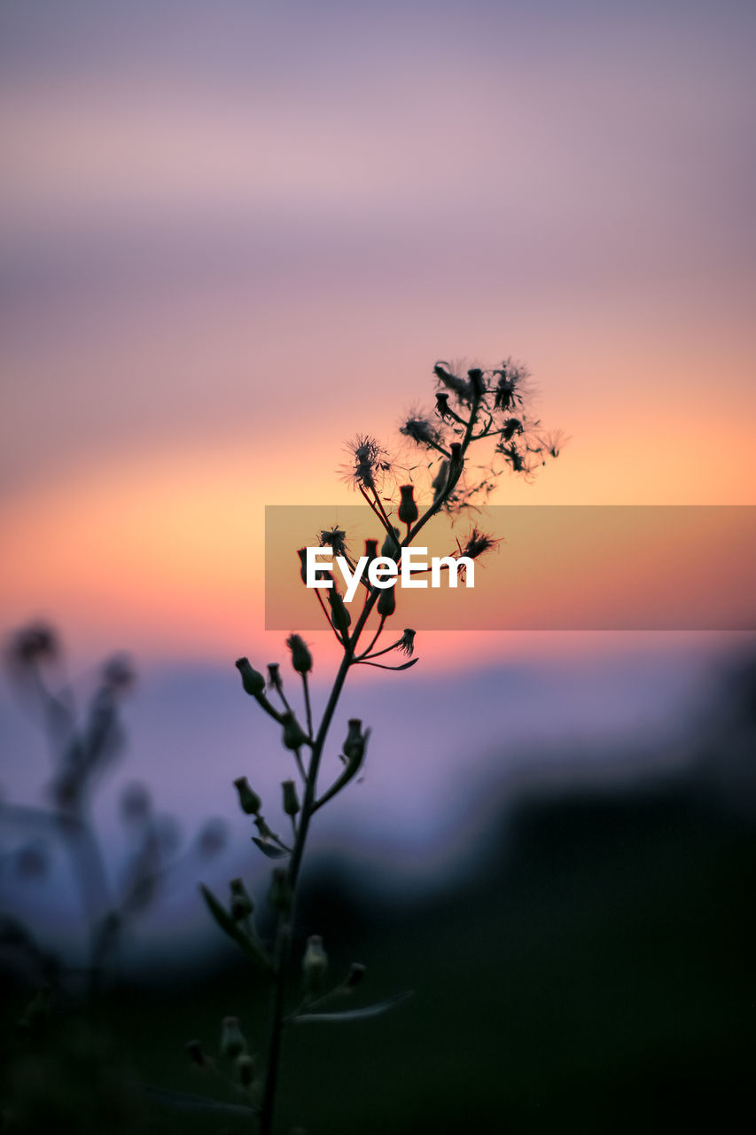 Close-up of silhouette plant on field against sky during sunset