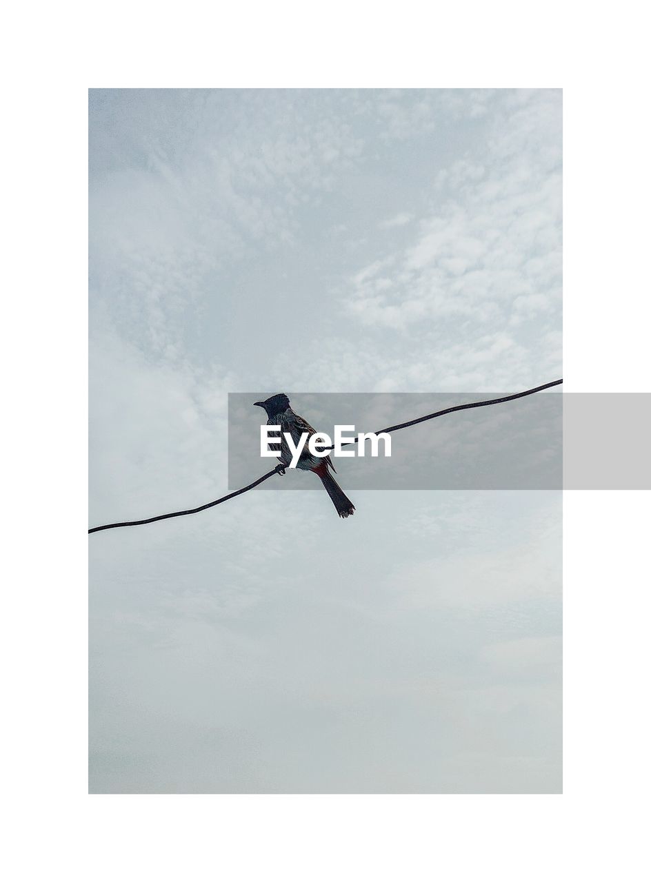 LOW ANGLE VIEW OF A BIRD PERCHING ON CABLE