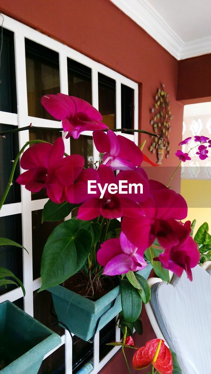 PINK FLOWERS GROWING ON TREE