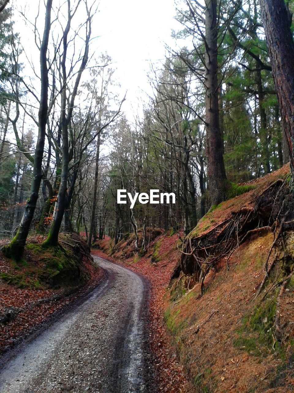 Road amidst trees in forest