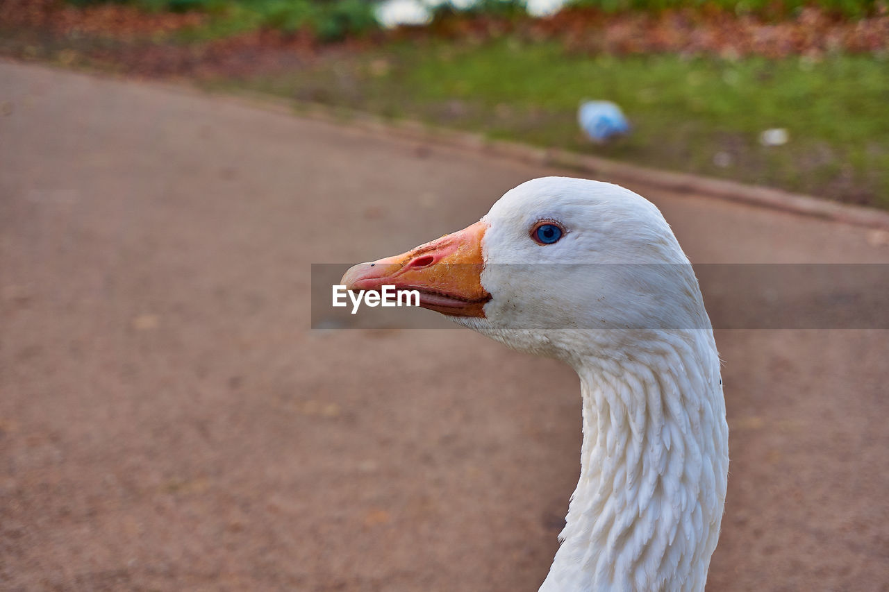 CLOSE-UP OF BIRD LOOKING AWAY