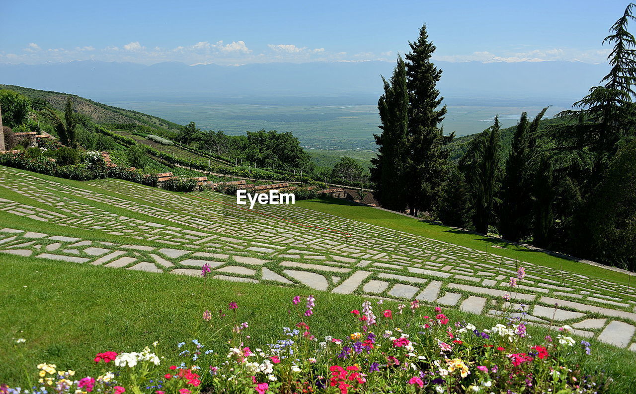 Scenic view of flowering plants on field against sky