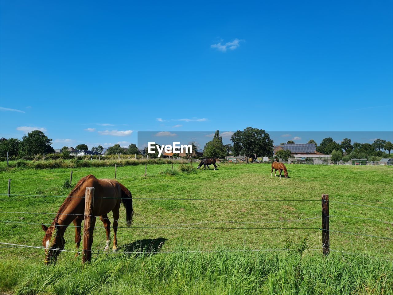 Horse grazing in field