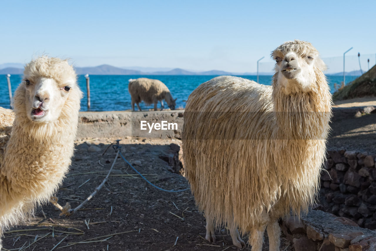 View of alpacas standing in front of ocean