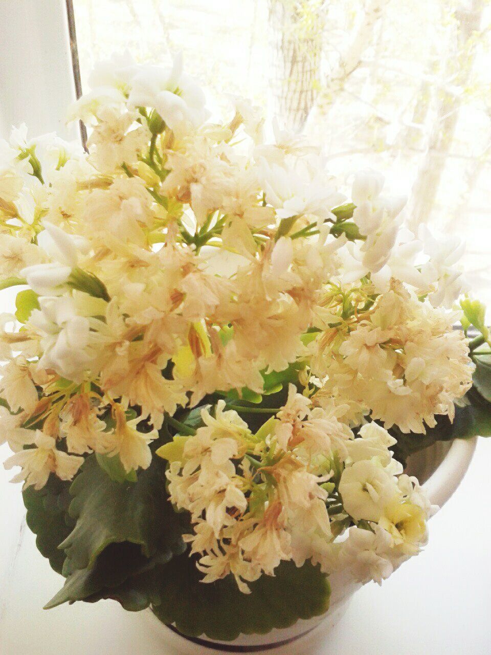 CLOSE-UP OF FLOWERS ON WHITE FLOWER