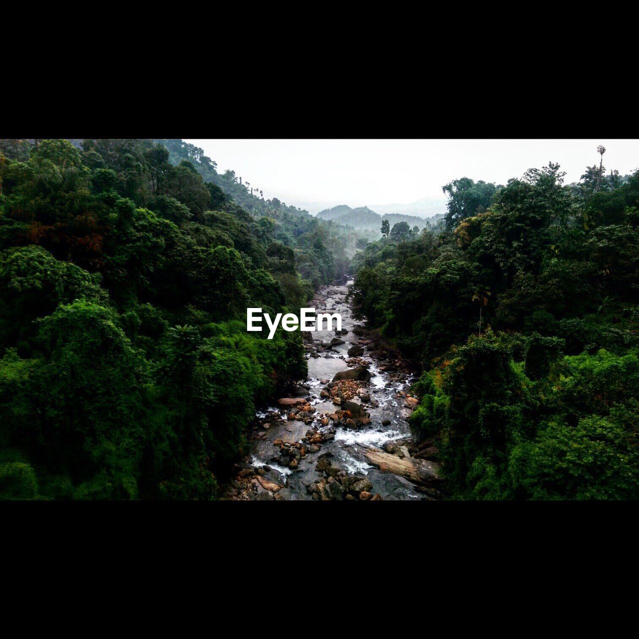 RIVER FLOWING THROUGH FOREST