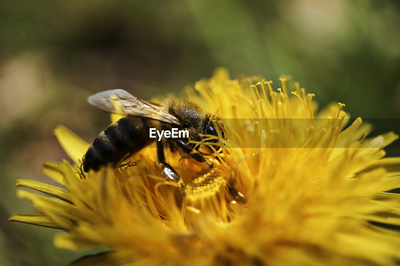 CLOSE-UP OF HONEY BEE ON YELLOW FLOWER