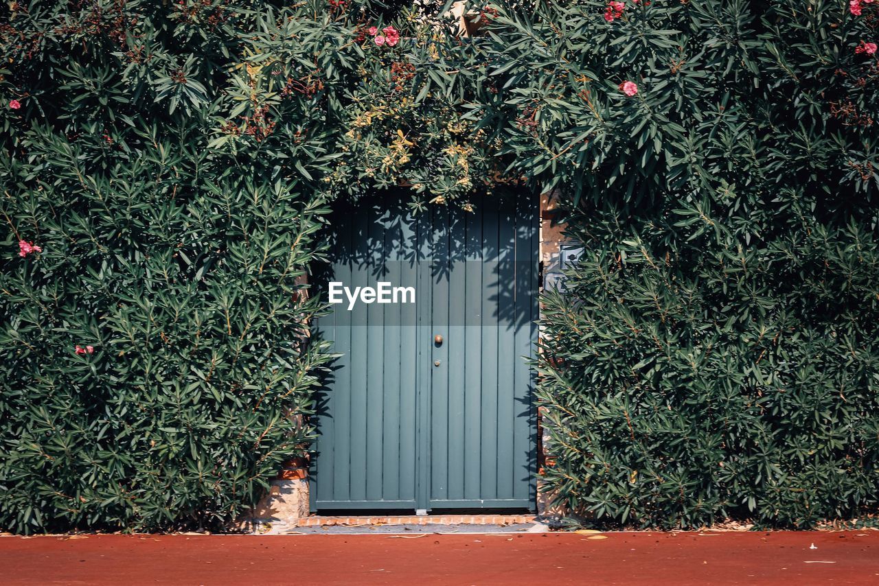 plant, green, architecture, day, no people, tree, entrance, nature, built structure, growth, building exterior, door, outdoors, closed, flower, grass, red, leaf, ivy, christmas tree, building, house, wall