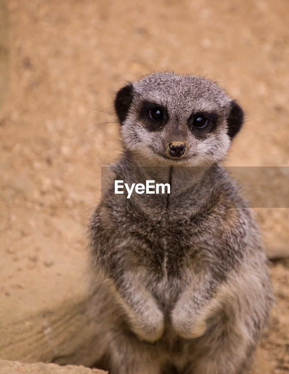 Portrait of meerkat on land