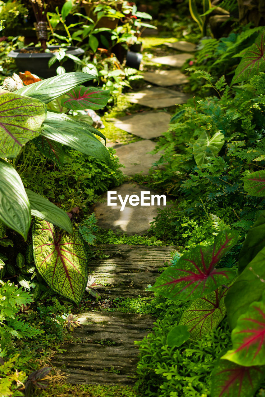 CLOSE-UP OF WATER FLOWING IN GARDEN