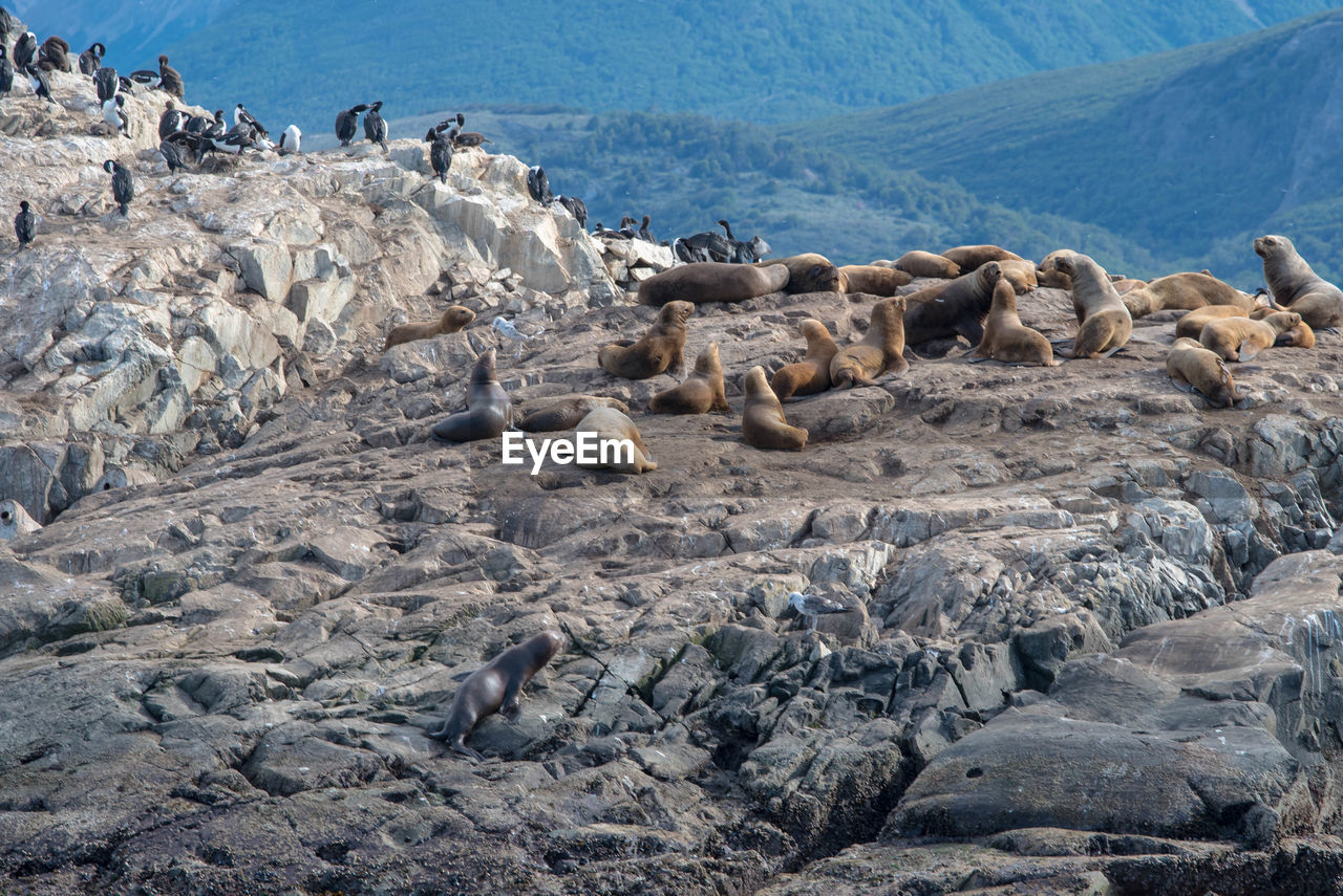 HIGH ANGLE VIEW OF SEA LION