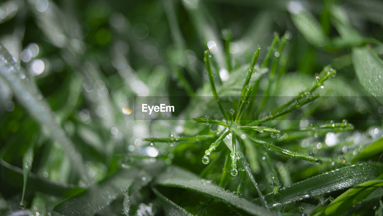 Close-up of wet plant leaves during rainy season