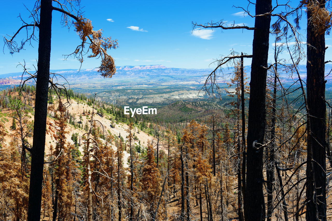 SCENIC VIEW OF TREES GROWING IN FOREST