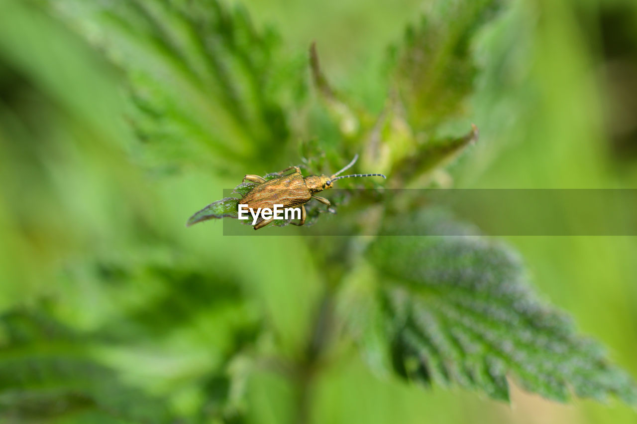 Close-up of bug on stinging nettle leaf