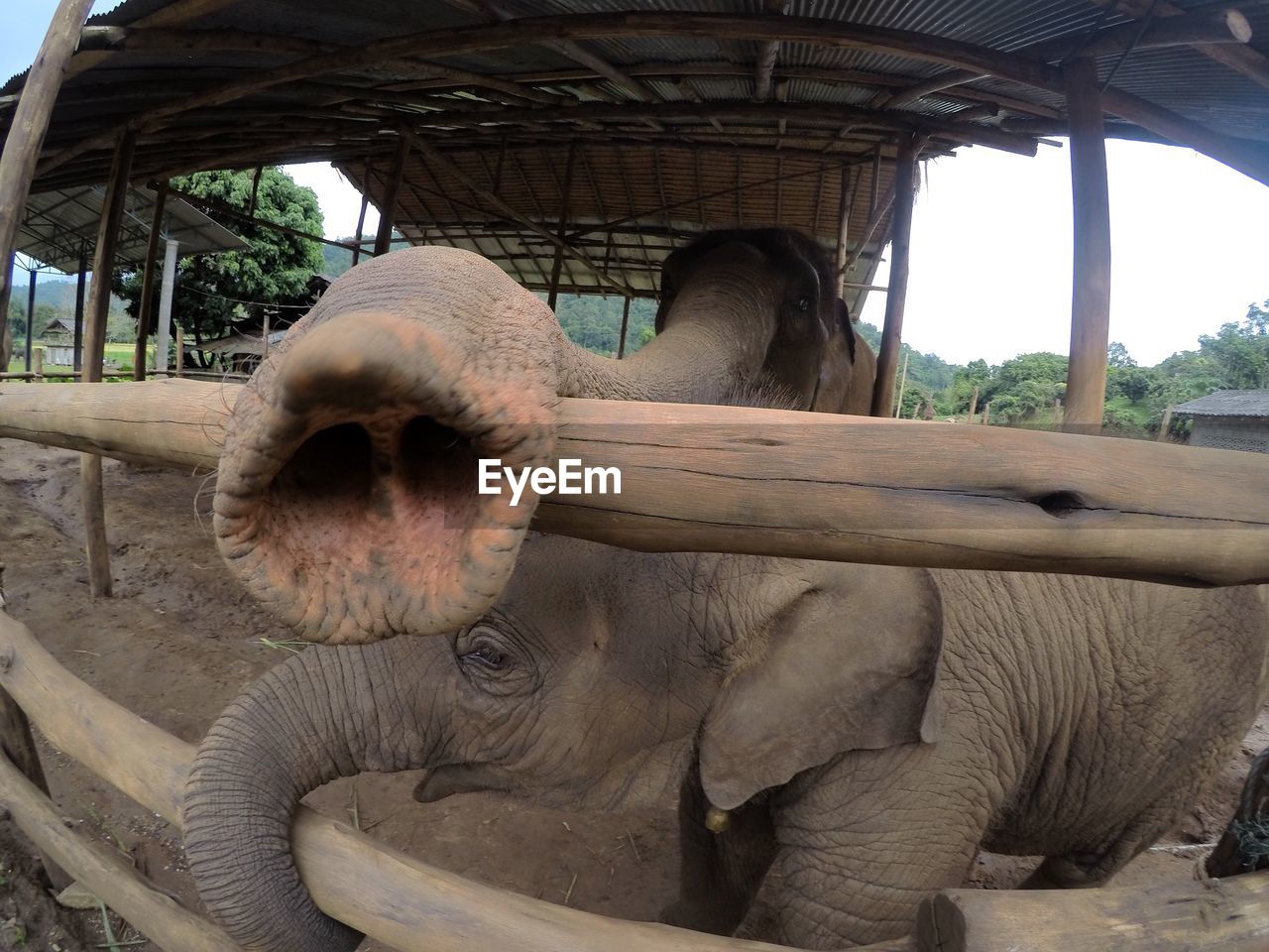 Close up of elephants