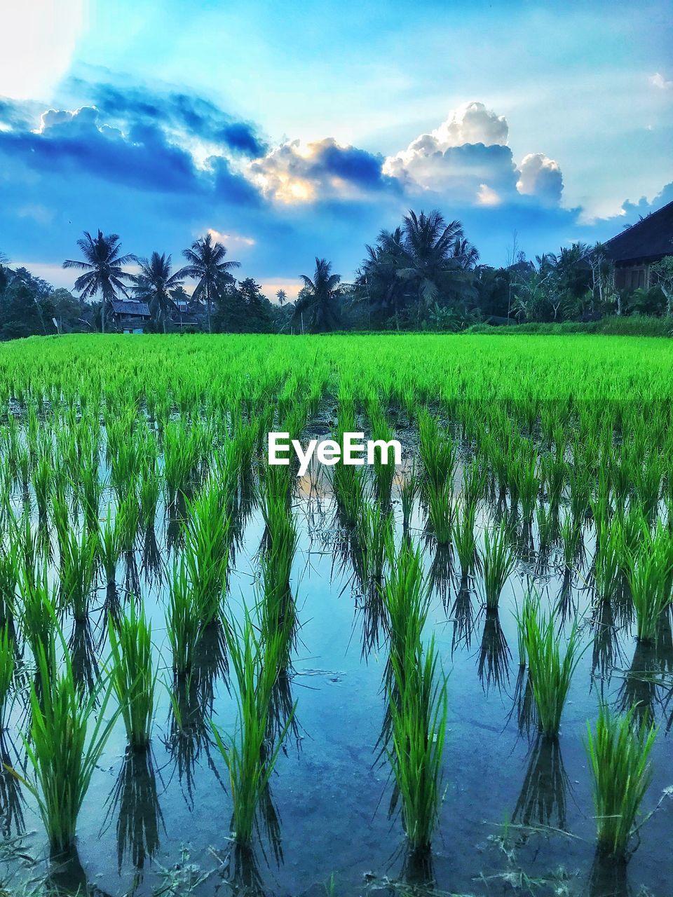 CROPS GROWING ON FIELD AGAINST SKY