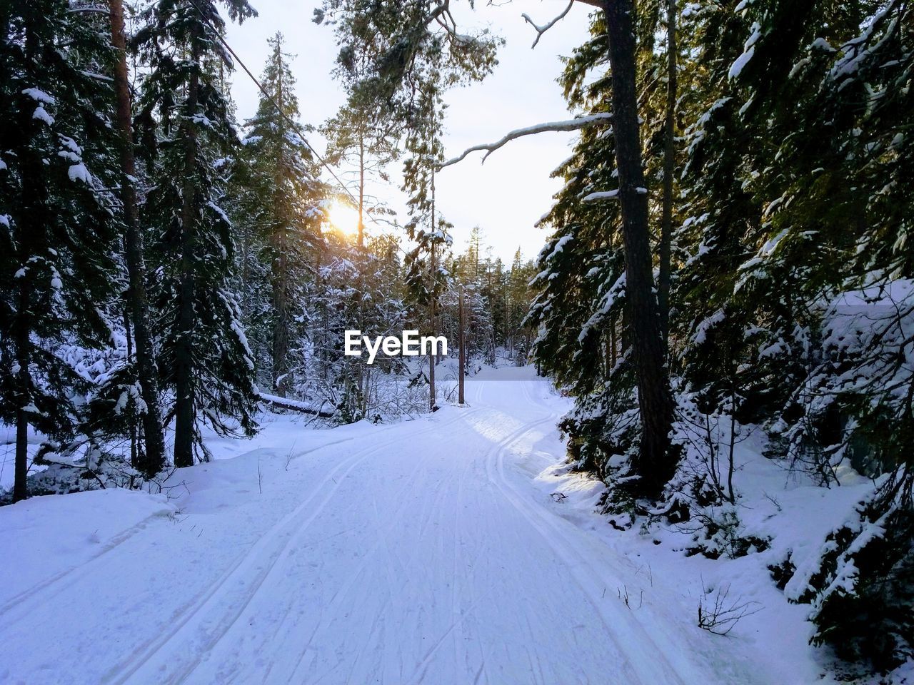 SNOW COVERED ROAD AMIDST TREES