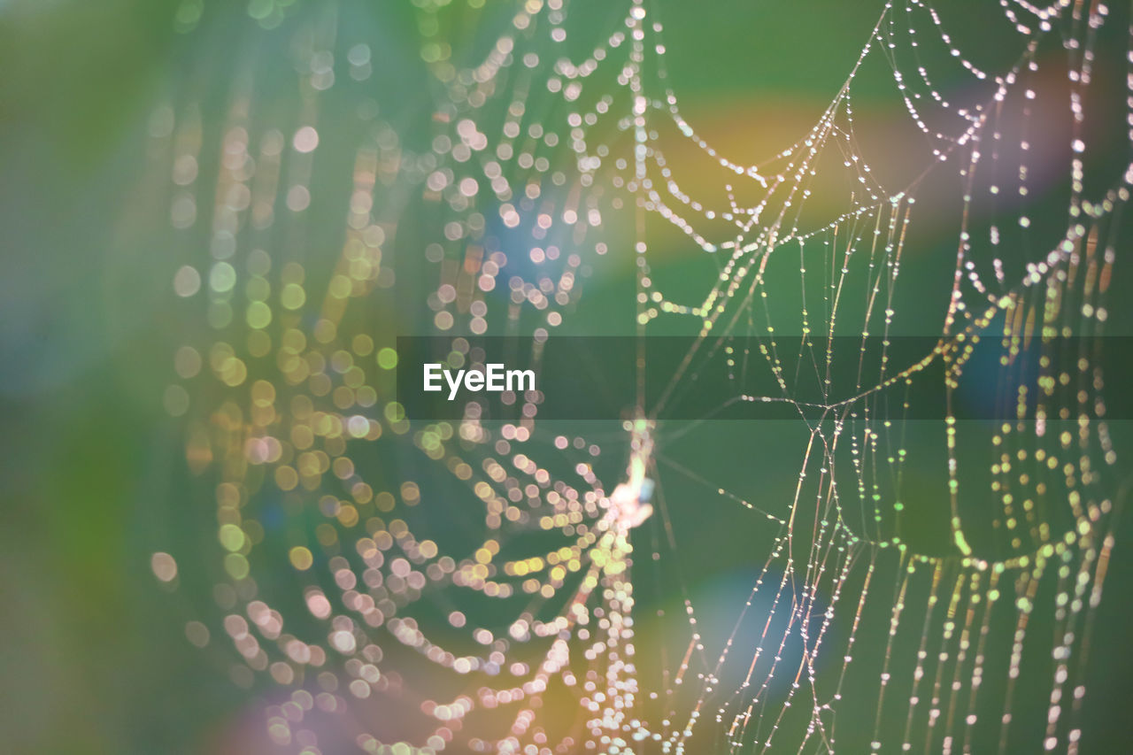 Close-up of water drops on spider web