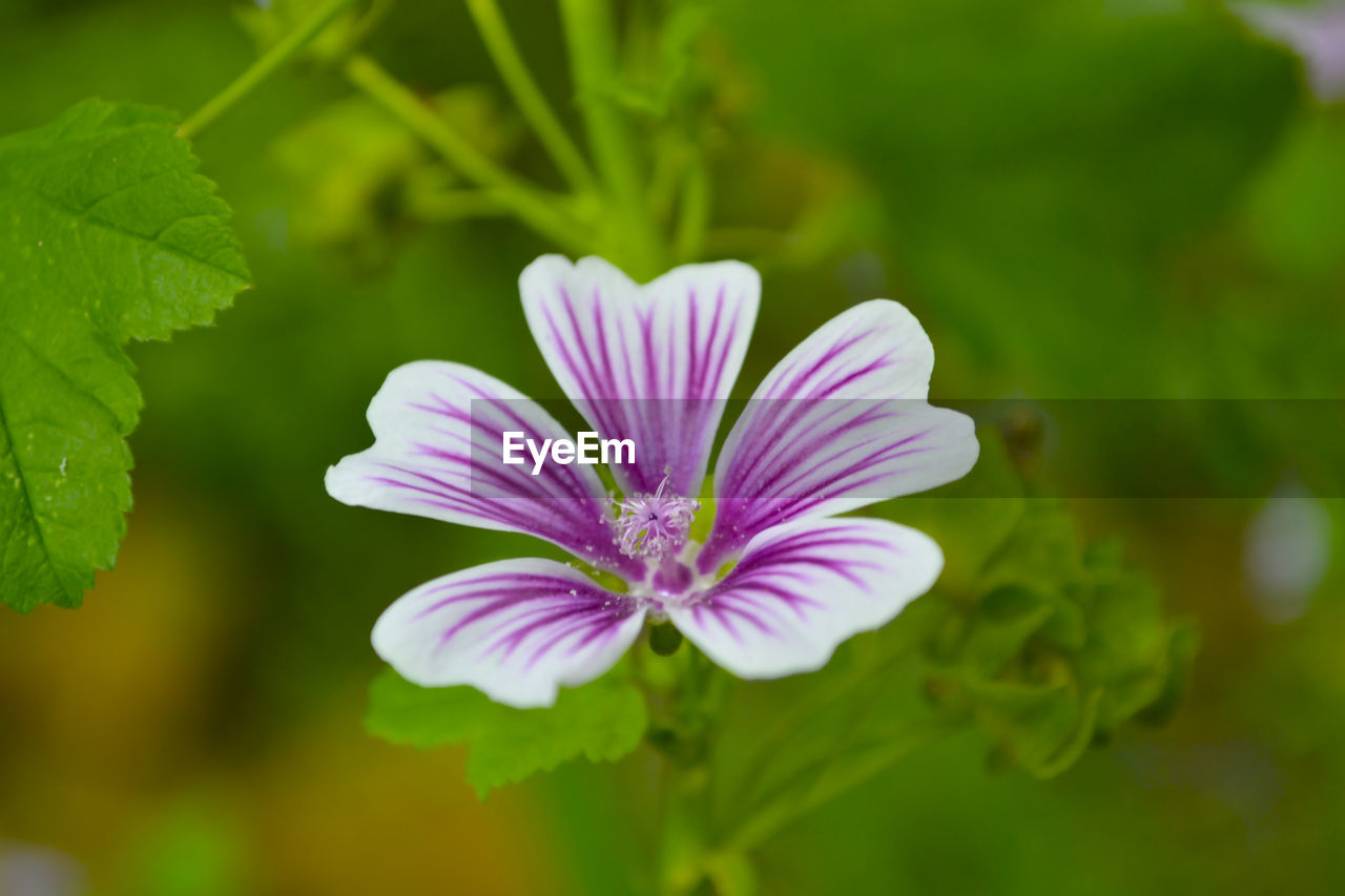 CLOSE-UP OF PURPLE FLOWERING PLANTS