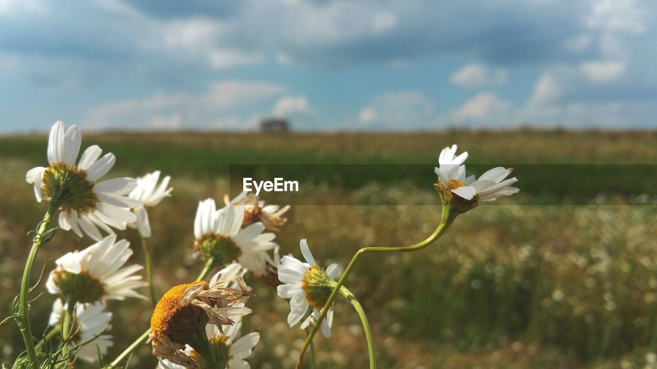 Close-up of white flowers blooming in field