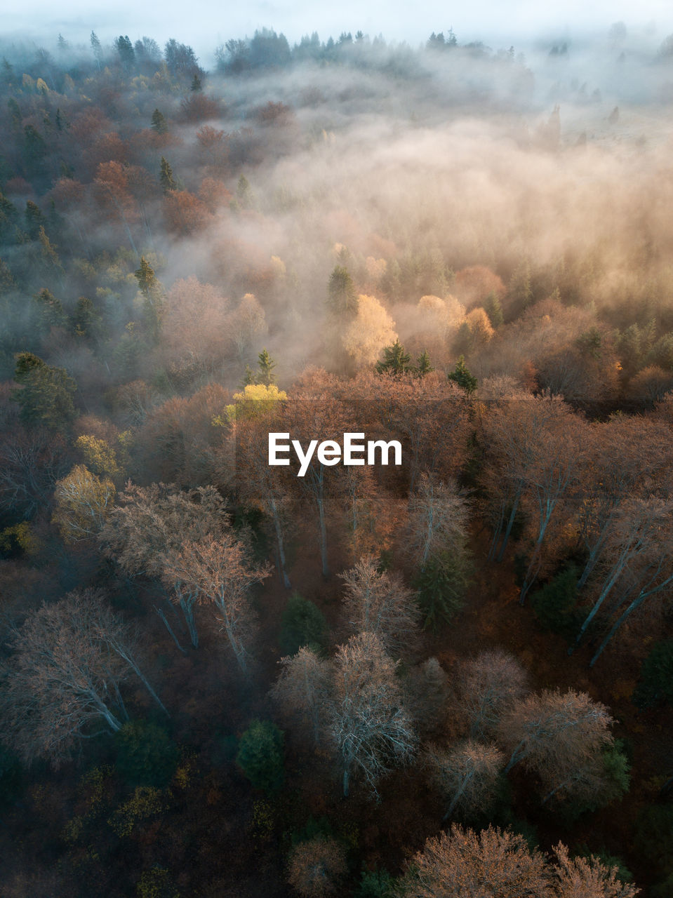 Mountain forest in low clouds at sunrise in autumn. hills with red and orange trees in fog. aerial 