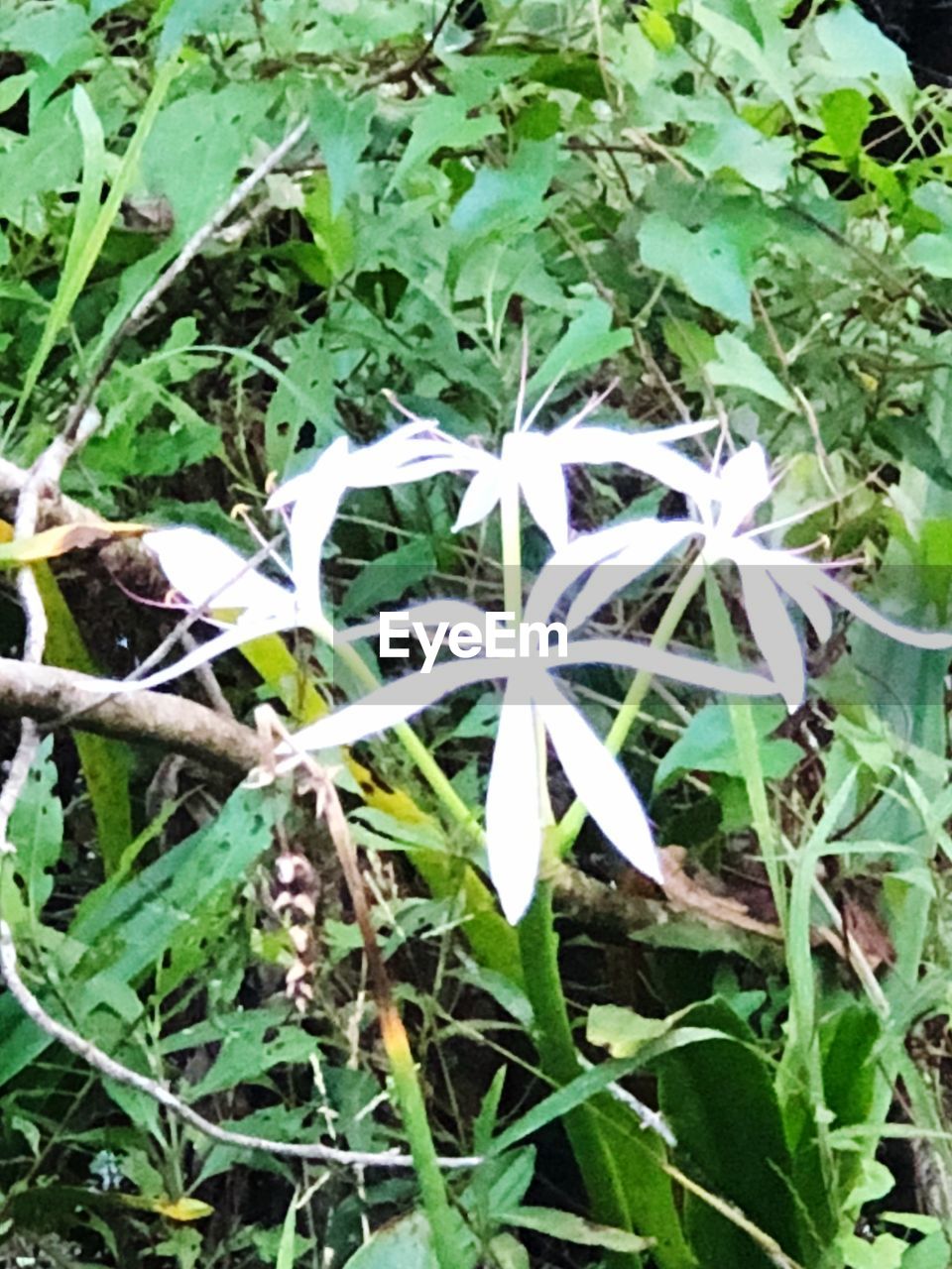 CLOSE-UP OF FLOWERS