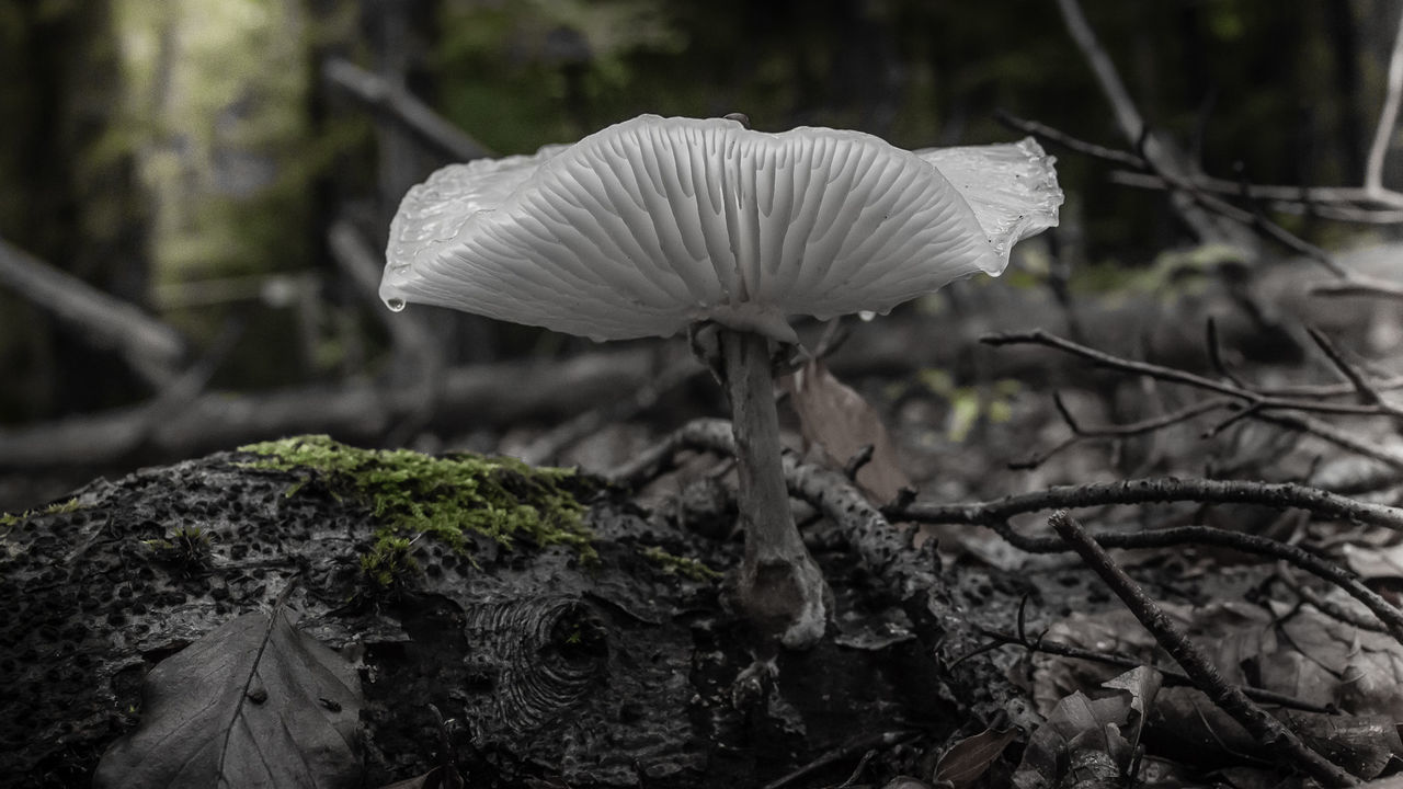 CLOSE-UP OF MUSHROOM GROWING ON ROCK