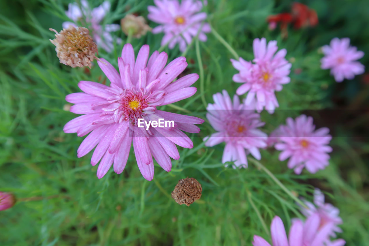 CLOSE-UP OF PINK FLOWERING PLANTS IN BLOOM