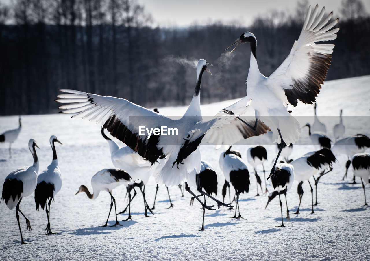 Flock of birds on land