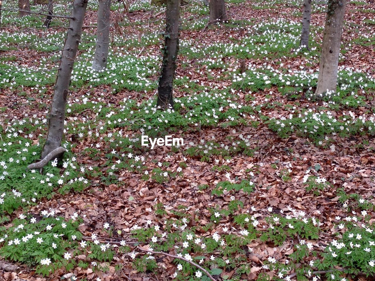 High angle view of white flowers in forest