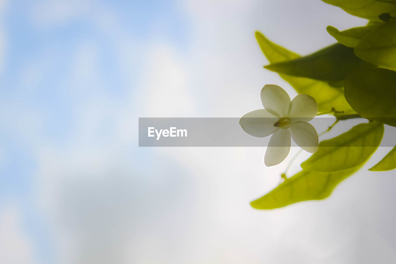 Close-up of frangipani against sky